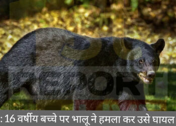 खूंटी में बच्चे पर भालू ने हमला कर किया घायल!